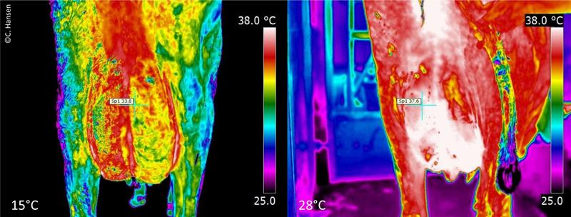 Die Hitze beeinträchtigt bei den Milchkühen erheblich das Wohlbefinden. Auf Bildern mit der Thermokamera bei 15 und 28 Grad ist zu sehen, welche Körperstellen besonders betroffen sind.