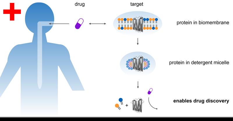 Empfindliche Proteine (graue Struktur) können mithilfe von neuartigen Seifen besser aus Biomembranen herausgelöst werden. Die Proteine können anschließend für ihren möglichen Einsatz in neuen Medikamenten genau untersucht werden.