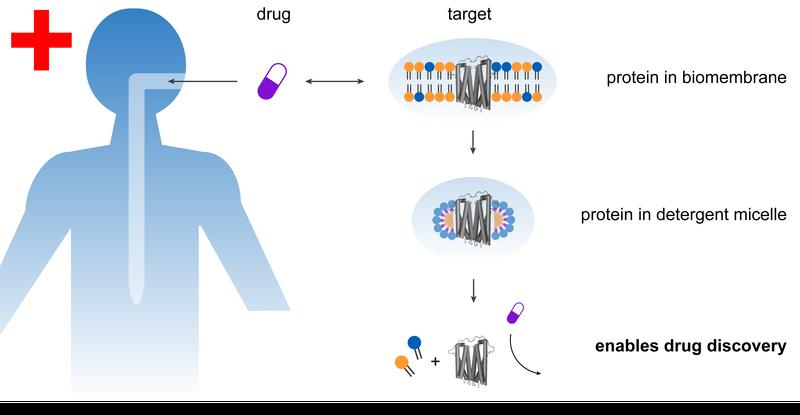 Sensitive proteins (gray structure) can be better extracted from biomembranes with the help of novel soaps. The proteins can then be studied in detail for their potential use in new drugs. 