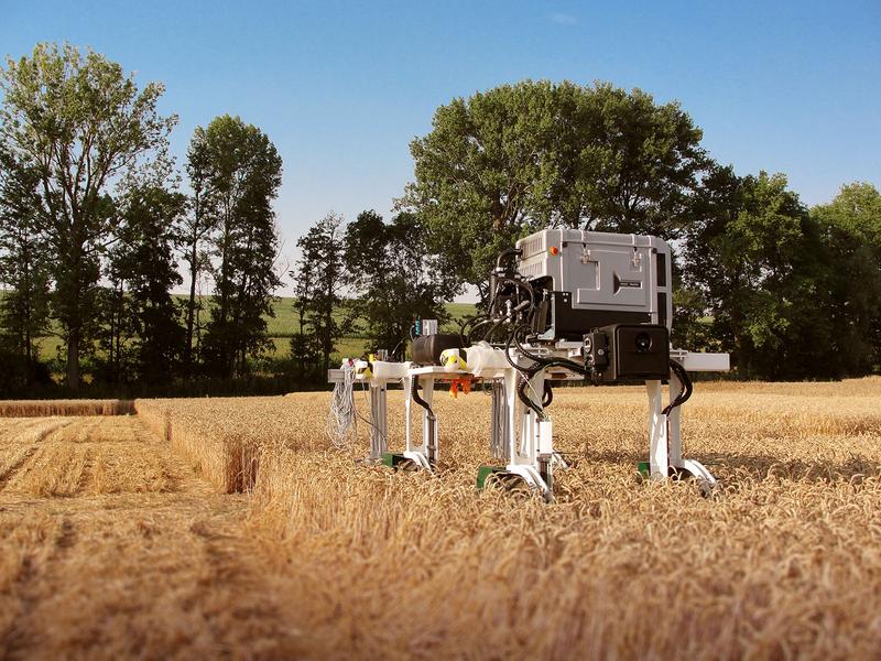 Der Feldroboter DeBiFix untersucht ganze Weizenfelder auf den Wachstumsverlauf der Körner in den Ähren.
