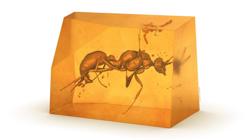  Dreidimensionale Darstellung der bisher unbekannten ausgestorbenen Ameisenart. 