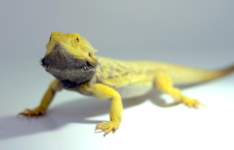 The Australian bearded dragon Pogona vitticeps.