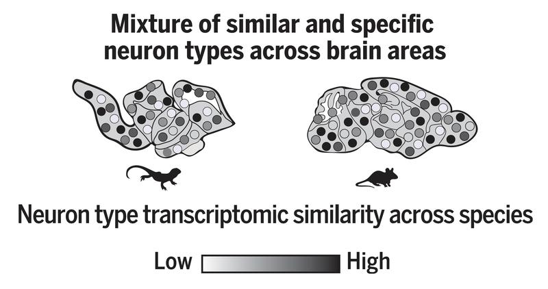Max Planck scientists generated a cell type atlas from the brain of a lizard and computationally integrated this data with mouse transciptomics, releaving that multiple brain areas contain mixtures of similar and divergent neurons.