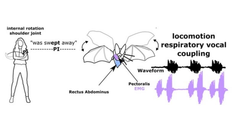 Human gesture–speech biomechanics, and locomotor–respiratory–vocal coupling in a flying bat