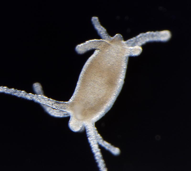 Das Bild zeigt ein Hydra-Regenerat, bei dem zuvor Kopf und Fuß entfernt wurden, wobei die Regeneration mit rekombinantem Wnt dazu geführt hat, dass sich anstelle eines regenerierten Fußes ein zweiter Kopf mit Tentakeln gebildet hat. 
