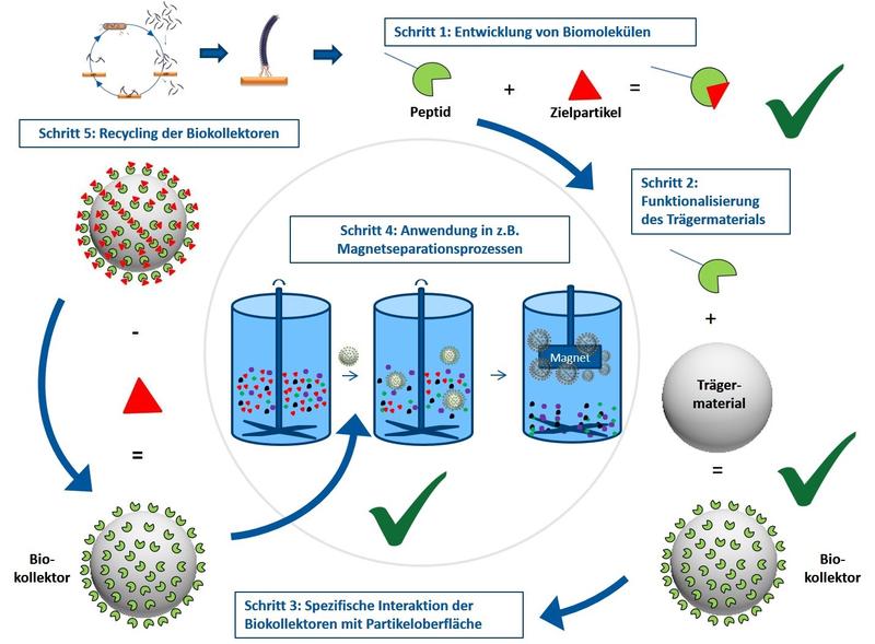 Mit der Phagen Surface Display Technologie wird aus das elementspezifische Biomolekül ausgewählt. Das Biomolekül wird biotechnologisch hergestellt und auf einem kugelförmigen magnetischen Trägermaterial verankert. Die Biokollektoren binden das Zielelement