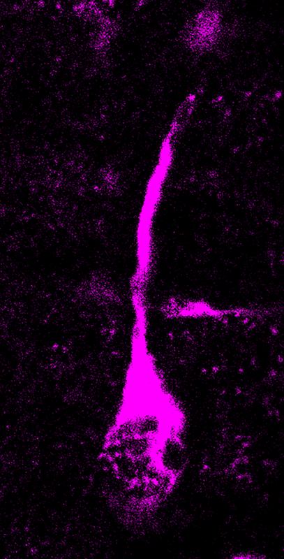 Microscopy picture of a dividing basal radial glial cell, a progenitor cell type that generates neurons during brain development. Modern human TKTL1, but not Neandertal TKTL1, increases basal radial glia and neuron abundance. 