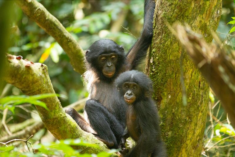 Bonobo-Geschwister an der Forschungsstation LuiKotale in der Demokratischen Republik Kongo.