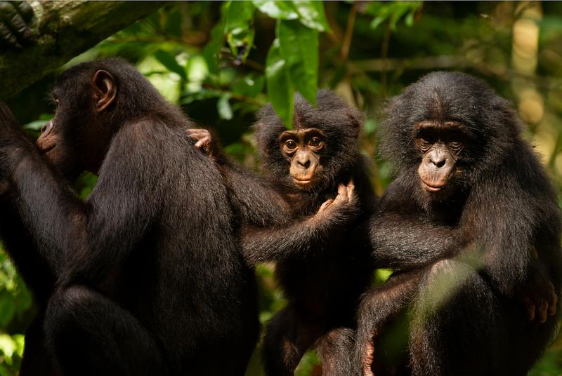 Zwei Bonobo-Jungtiere mit ihrer Mutter (links). 