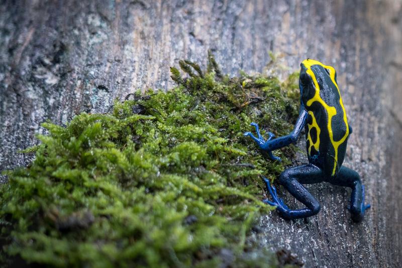 Poison dart frog