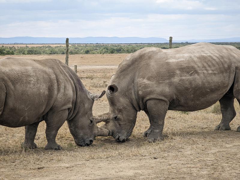 Nördliches Breitmaulnashorn Fatu (links) und Südliches Breitmaulnahsorn Tauwo (rechts)