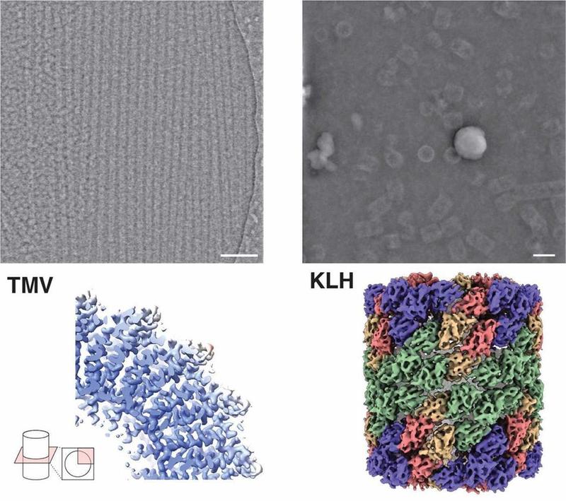 Aufnahme (oben) und Struktur (unten) des Proteins Hämocyanin (rechts) sowie des Tabakmosaikvirus (links) mittels iDPC-STEM. Unten die dazugehörigen 3D Strukturen bei 3,5 sowie 6,5 Å Auflösung. 