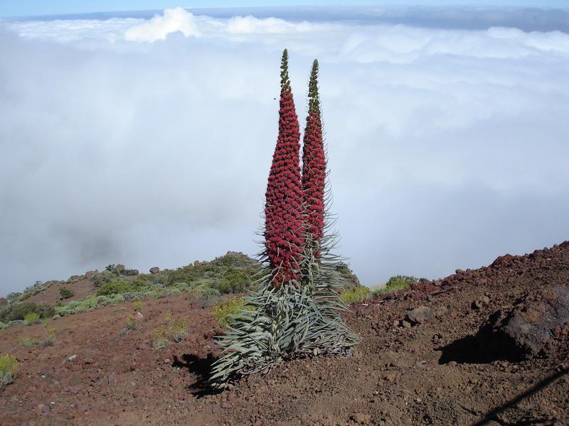 Eines der eindrücklichsten Beispiele für Verholzung auf den Kanarischen Inseln bietet Wildprets Natternkopf (Echium wildpretii subsp. Wildpretii). Die Art kommt ausschließlich auf den hochgelegenen Flanken des Vulkans Teide auf Teneriffa vor.