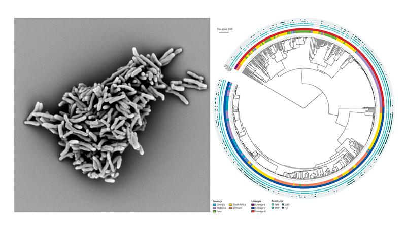 Electron microscopic image of Mycobacterium tuberculosis (left); circular phylogenetic tree depicting the relationship, origin, and individual drug resistances of 900 isolates of the M. tuberculosis complex—a genetically related group of mycobac