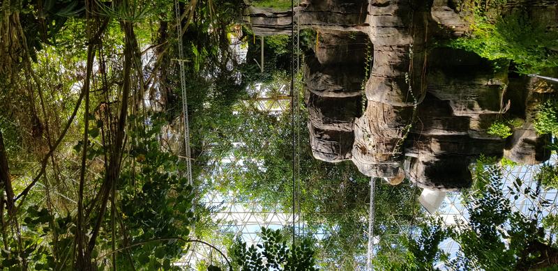 Geschlossener, künstlicher Regenwald im Biosphäre 2-Komplex in Arizona: Ein Forschungsteam des Max-Planck-Instituts für Chemie, der Universität Freiburg und der Universität von Arizona setzte den Wald drei Monate lang unter Trockenstress.