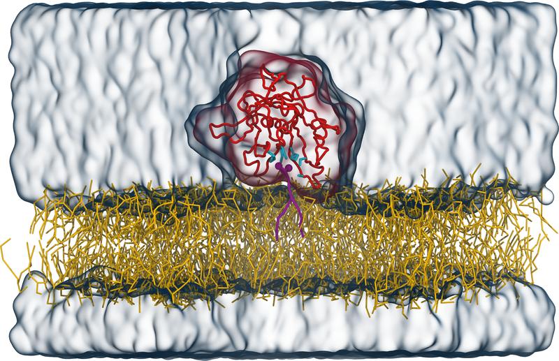 Tubby-Protein (rot) auf einer Lipidmembran (gelb) mit einem PI(4,5)P2-Signallipid (violett) in der bekannten Bindetasche. Die Aminosäuren der Bindetasche sind in cyan dargestellt, das Wasser als transparente blaue Oberfläche. 