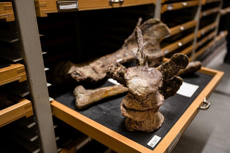 Zwei Wirbel und weitere Knochen des Tuebingosaurus maierfritzorum