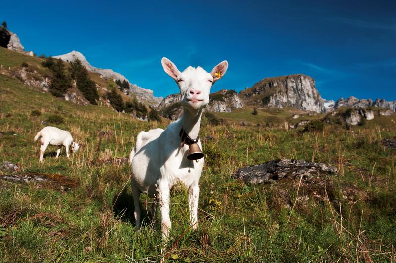 Die extensive Bewirtschaftung der Alpen fördert die Biodiversität. 