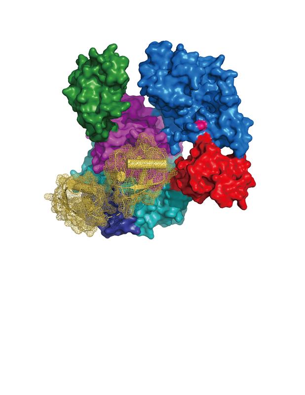 Image: Structure of UBA6 (surface representation colored according to its domain architecture, active site cysteine in pink) in complex with FAT10 (ribbon diagram in yellow with surface representation in mesh).