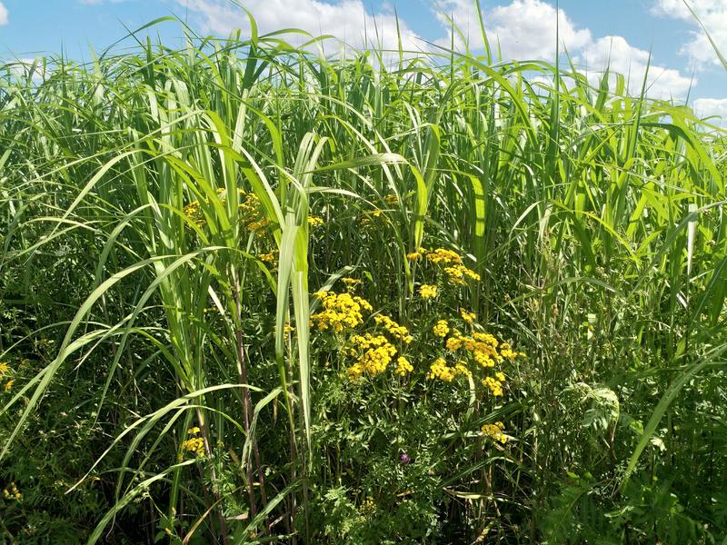 Wildblumen-Mischungen für die Bioenergie: Miscanthus und Rainfarn auf dem Goldenen Acker der Universität Hohenheim