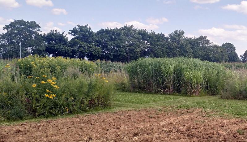 Mit Wildblumen noch wertvoller: Miscanthus an der Universität Hohenheim