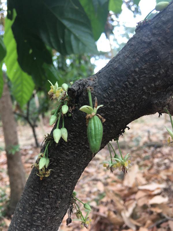 Eine kleine Kakaofrucht, die sich erst kürzlich entwickelt hat. Ohne Fluginsekten bilden Kakaobäume fast keine Früchte.