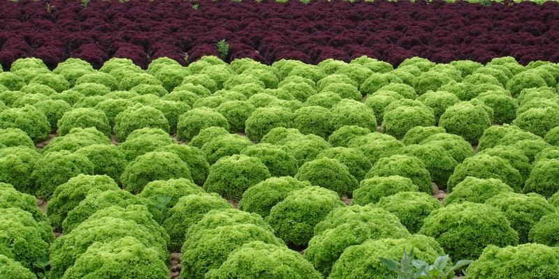 Das Zentrum für Betriebswirtschaft im Gartenbau e. V. wechselt an die Universität Hohenheim. Es ist Ansprechzentrale für Gartenbauunternehmen, Beratung und Sachverständige zu betriebswirtschaftlichen Fragestellungen in allen Sparten des Gartenbaus