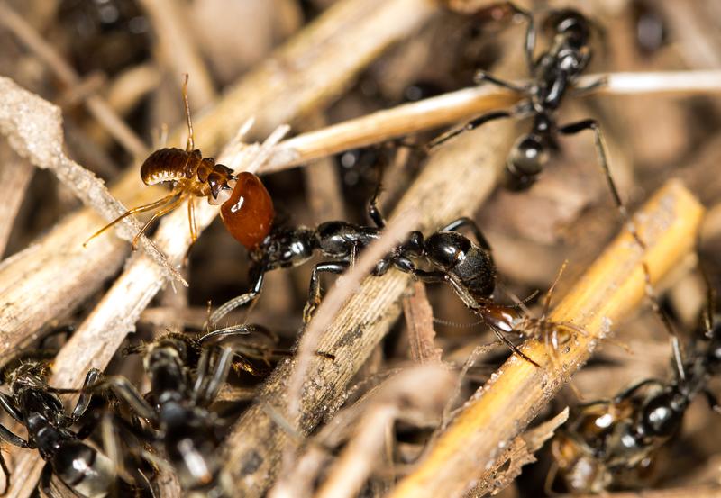 Eine Matabele-Ameise wird im Kampf von Termiten gebissen. 