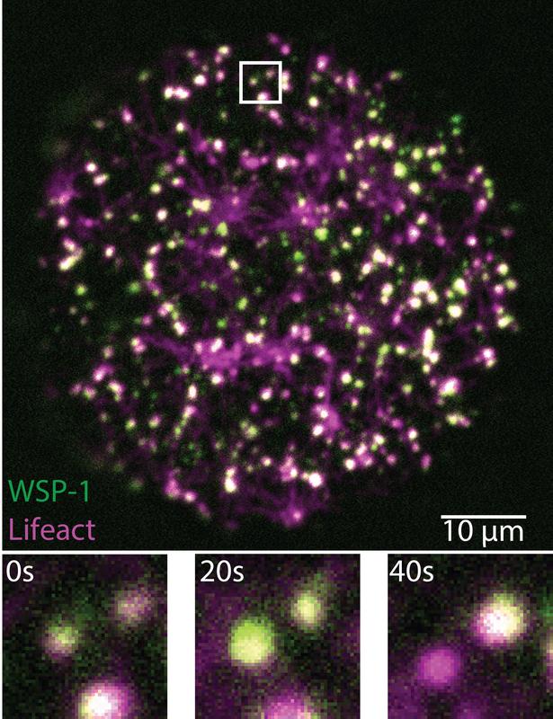 A C. elegans oocyte just beginning to form its cortex (top). F-actin filaments are labeled in magenta and WSP-1 in green. Thousands of small condensates with varying amounts of F-actin and WSP-1 form and fall apart in tens of seconds (bottom time course).
