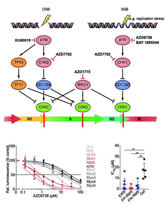 A simplified schematic of the DNA damage repair pathways. Below there is the curves showing cell viability in response to the ATR inhibitors (AZD6738 and BAY 1895344).