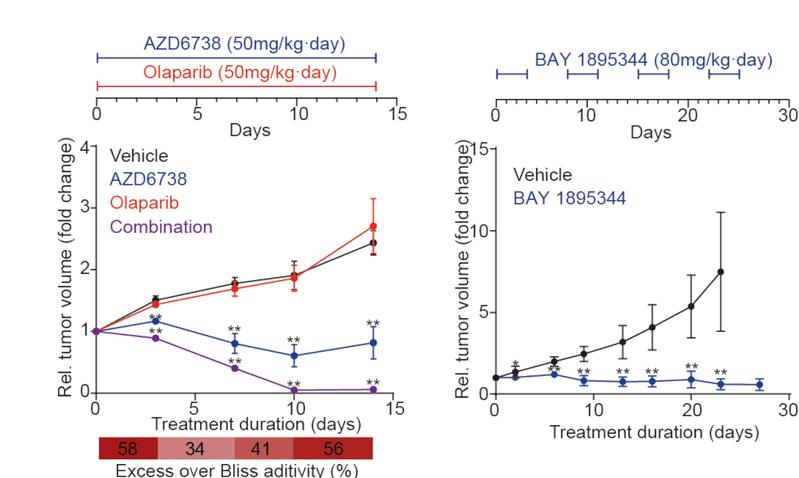 Mice response to ATR inhibitors: Curves showing the tumor volume change over time in mice treated with ATR inhibitors (AZD6738, BAY 1895344)