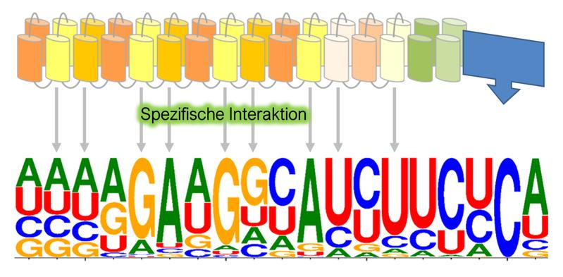 Der Editor PPR56, der im Laubmoos Physcomitrium patens für die Korrektur zwei verschiedener RNA-Abschriften in Mitochondrien zuständig ist, editiert in menschlichen Zellen mehr als 900 unterschiedliche RNA-Abschriften aus dem Zellkern. 