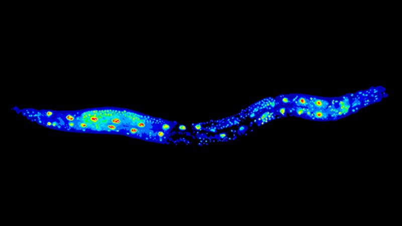 Der Rundwurm Caenorhabditis elegans ist ein wichtiger Modellorganismus in der Alterungsforschung. Der Wurm auf dem Bild ist mit GFP::RNP-6 markiert.