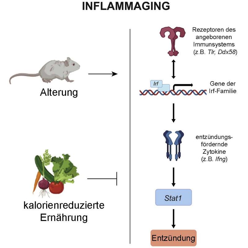 Eine kalorienreduzierte Ernährung kann bei Mäusen den Rückkopplungs-Kreislauf, der die alternsbedingte Entzündung (Inflammaging) am Laufen hält, unterbrechen. (Quelle: FLI / F. Neri & M. Rasa)