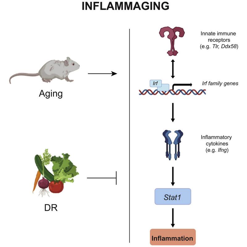 Dietary Restriction (DR) can interrupt the feedback loop that keeps the aging-associated state of inflammation (inflammaging) going. (Source: FLI / F. Neri & M. Rasa)