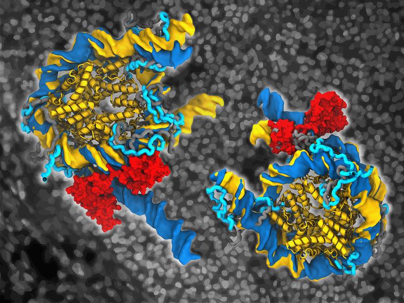 Native genomische Nukleosomen, gebunden (dunkelblau) durch Oct4 (rot) und in freier Form (gelb). Die Flächen und die Bänder stellen die DNA bzw. die strukturierten Kernbereiche der Histone dar.