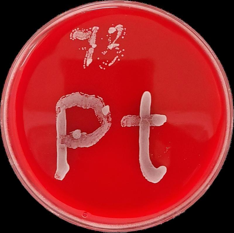 Eine Petrischale mit rotem Agar auf welcher ein Pilzstrang in der Form des Elementsymbols für Platin (Pt) wächst