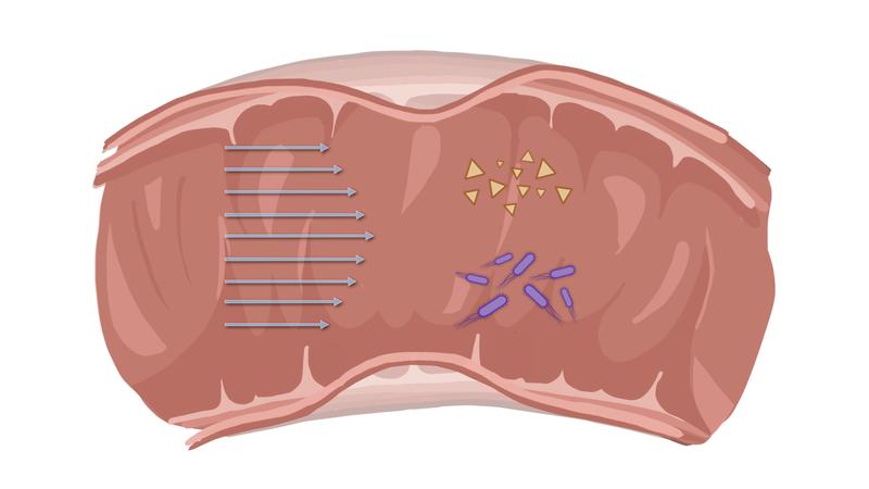 The flow velocity in the gut regulates nutrient absorption and bacterial growth. In a complex feedback loop, the gut can regulate the flow depending on the nutrient availability 