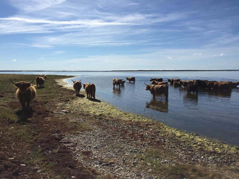 Die Ressourcen der Ostsee müssen gleichermaßen genutzt und geschützt werden. Foto: Hereon/ Marcus Reckermann