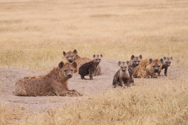 In spotted hyena societies, females have fewer family ties and males more family ties as they age. Such changes in kinship profoundly influence how much an animal helps other group members over the course of its life.
