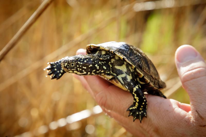 Vom Aussterben bedroht: die Europäische Sumpfschildkröte (Emys orbicularis)