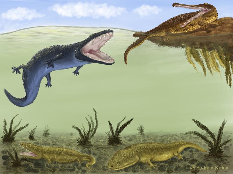 Metoposaurus (olivgrün, unten) führte eine bodenbewohnende Lebensweise, wahrscheinlich um der Konkurrenz durch die größeren Cyclotosaurus (blau) und Phytosaurier Parasuchus (ockerbraun) zu entgehen. 