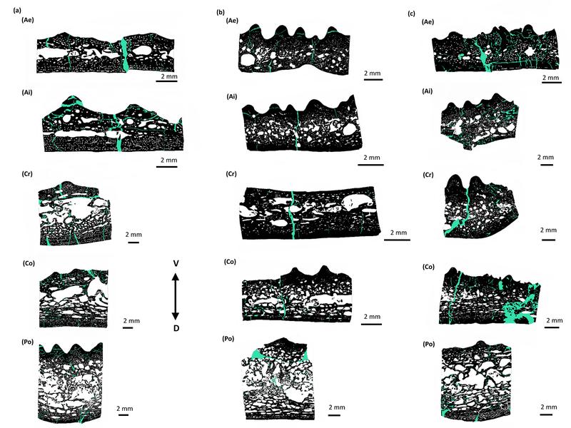 Dünnschliffbilder von Metoposaurus-Interclavicula: Der Maßstabsbalken an der Seite dient zum Vergleich der Dicke an verschiedenen Stellen im Inneren. D steht für dorsal (nach hinten) und V für ventral (zum Bauch hin). 
