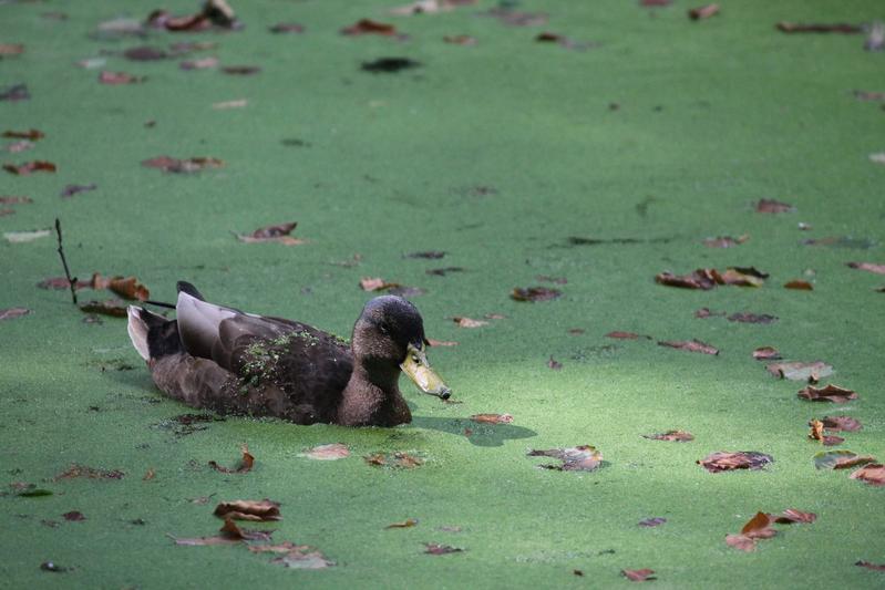 A Jacobs University research team recently studied duckweed. Their result were published in renowned science magazines. 