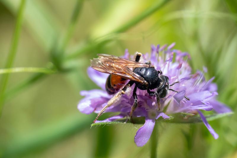 Knautien-Sandbiene, Andrena hattorfiana