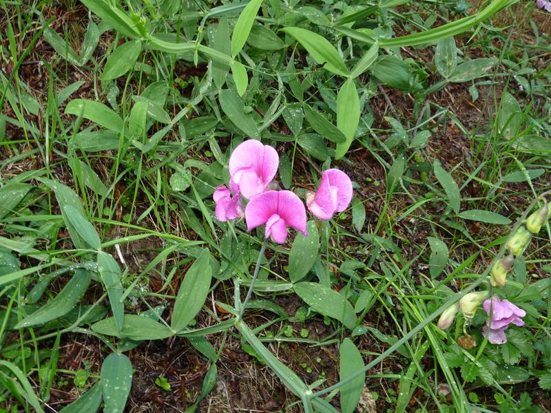 Lathyrus latifolius, Breitblättrige Platterbse