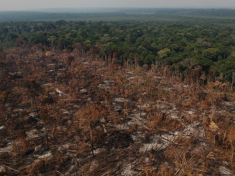 Die Abholzung tropischer Wälder führt zu einem starken Rückgang der Biodiversität und der hiesigen Kohlenstoffspeicher.
