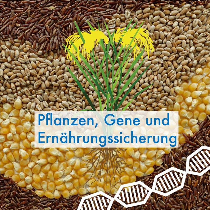 Ab dem 19. Oktober 2022 findet jeweils mittwochs ab 17:30 Uhr die Vorlesung „Pflanzen, Gene und Ernährungssicherung“ an der HHU statt, zu der interessierte Bürger eingeladen sind. Eine Teilnahme ist sowohl online als auch in Präsenz möglich.