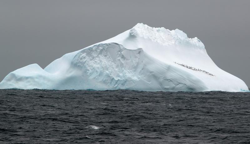 Eisberg mit Pinguinkolonie in der Scotiasee