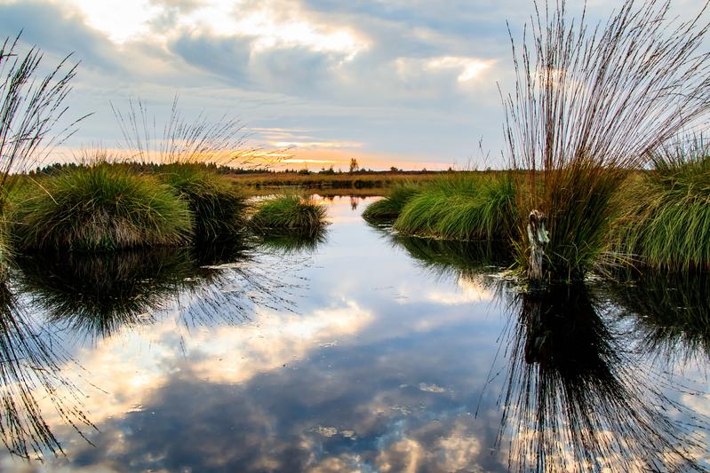 Moorlandschaft im Nordseeraum